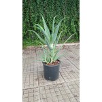 Алое вера (медицинско) / Aloe Vera Barbadensis (реални снимки)